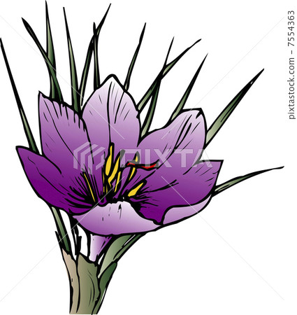  saffron 7554363