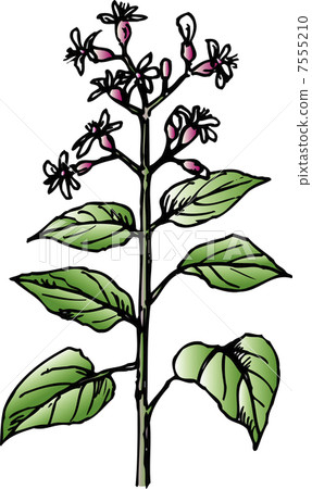 A rabbit A rabbit 7555210