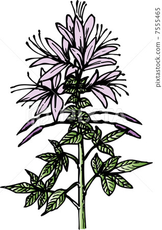 Hortus ossium Hortus ossium 7555465