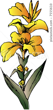 Canna 7555610