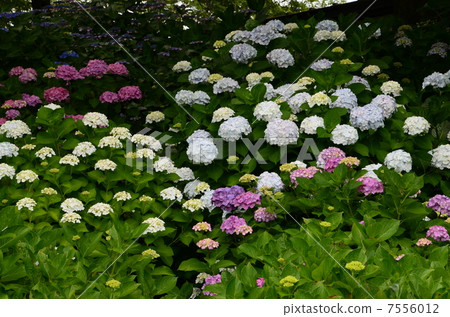 繡球節 繡球節 7556012