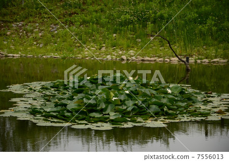 荷花池 7556013