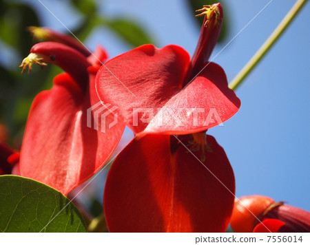 美國迪科 7556014