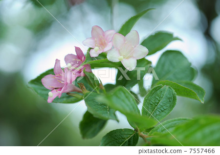 Deutzia gracilis 7557466