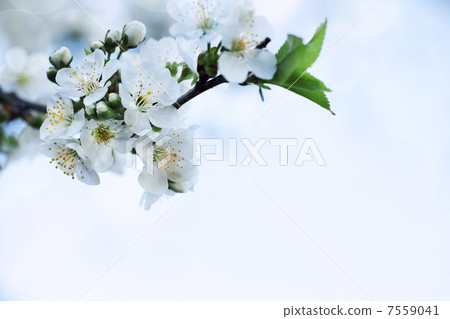 Nature. Closeup Branch of Apple Tree White Flower. Springtime Background 7559041