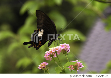 Protenor德米特里克拉默 7559403