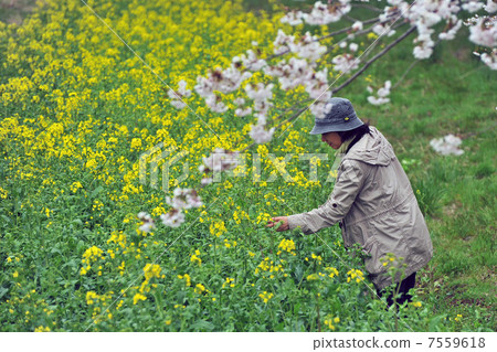 一個女人看著油菜花和櫻花 一個女人看著油菜花和櫻花 7559618