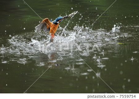 Kingfisher's predation 7559754