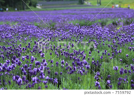 Tabara Plateau lavender 7559792