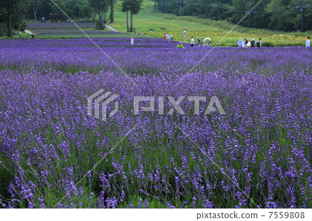 Tabara Plateau lavender Tabara Plateau lavender 7559808