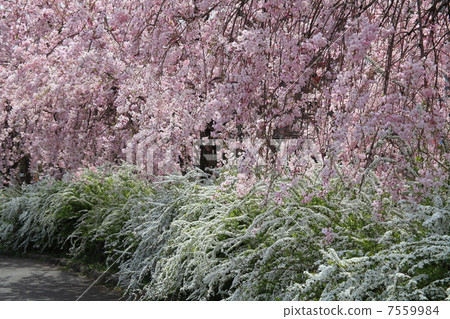 Sakura and Yukiyanagi at Lianhua Park 7559984