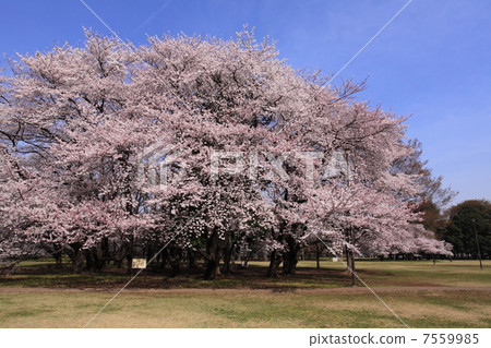 Cherry blossoms at Kinutakoen 7559985