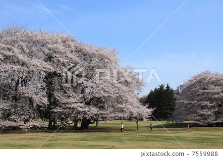 Kinutakoen的櫻花 7559988