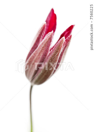 Clematis flower, close up photo on white 7560225