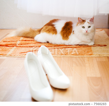 White shoes, wedding dress and cat 7560283