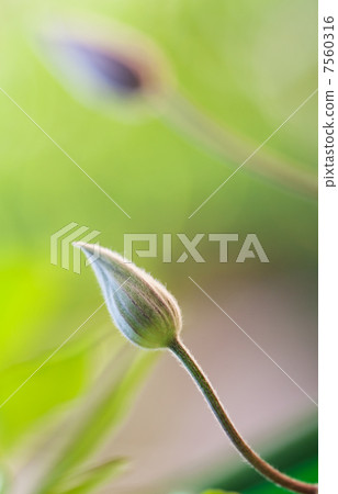 Clematis flower, close up photo 7560316