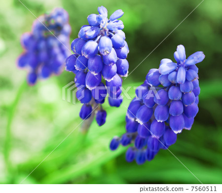Springs flowers " Muscari" 7560511