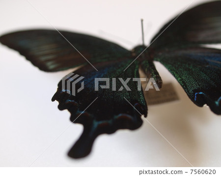 Callus Swallowtail Callus Swallowtail 7560620