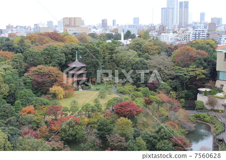 Chinzanso Autumn leaves Chinzanso Autumn leaves 7560628