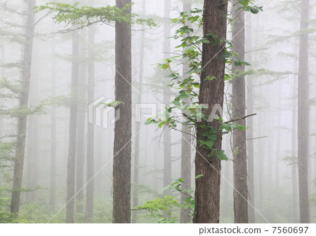 有霧的落葉松森林 有霧的落葉松森林 7560697