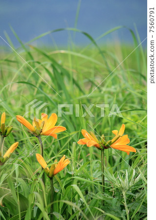 Ezokanzou Ezokanzou 7560791