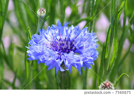 Yagurumagiku 7560875