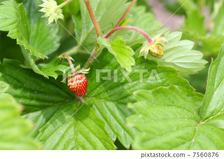 Wild strawberry 7560876