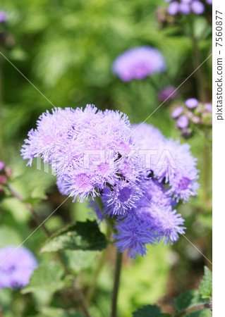 Cuckoo thistle 7560877