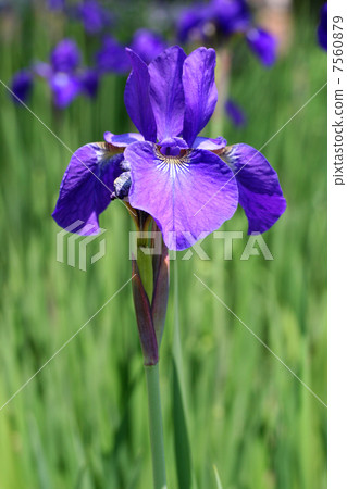 Iris 7560879