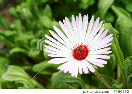 Livingston Daisy 7560880