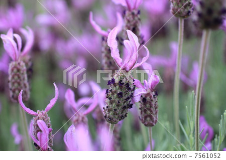薰衣草 7561052