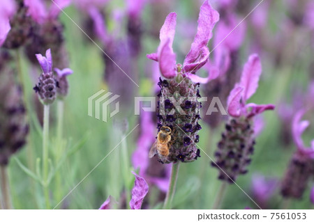 薰衣草 薰衣草 7561053