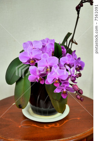 Orchid 7561091