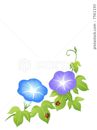 Morning glory ladybug Morning glory ladybug 7561193