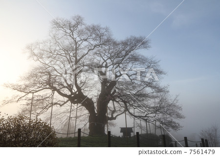 Cherry blossoms in the sky 7 7561479