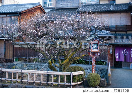 Gion Shirakawa White Plum 7561506