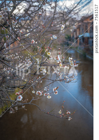 Gion Shirakawa White Plum Gion Shirakawa White Plum 7561517