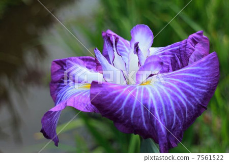 Iris 7561522