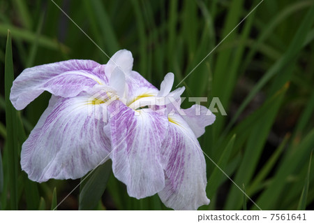 哈娜莎華 7561641