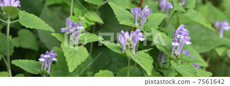 黃芩 黃芩 7561642