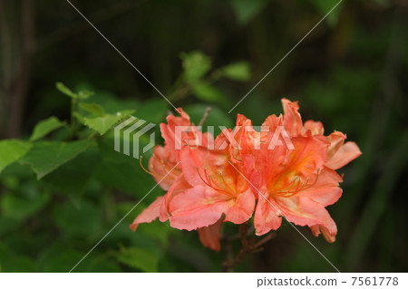 Ranged azalea Ranged azalea 7561778