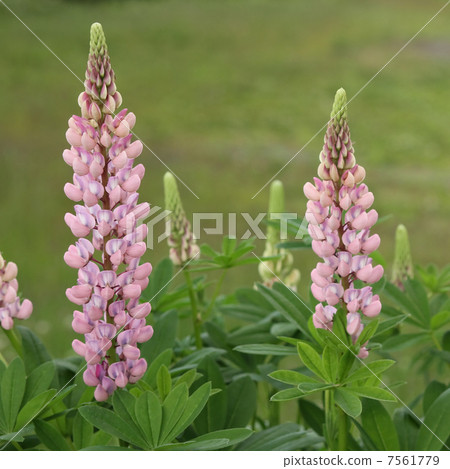  Lupine 7561779