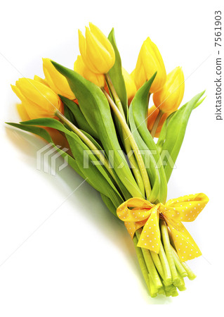 yellow tulips 7561903