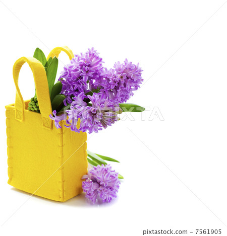 Beautiful Hyacinths 7561905