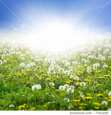 Blooming dandelions 7562080