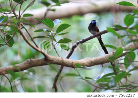 長尾小鸚鵡 7562227