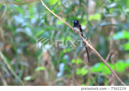 長尾小鸚鵡 7562229