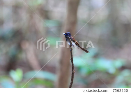 長尾小鸚鵡 7562230