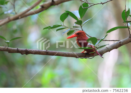 Ryukyu Akashoubin 7562236