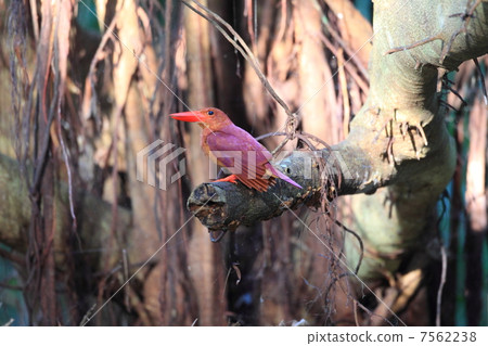 Ryukyu Akashoubin 7562238